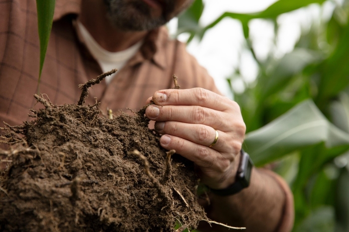 Sementes para cultivo de cobertura