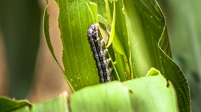 controle-de-pragas-agrícolas